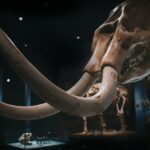 Ett kranium av en mammut på ett museum