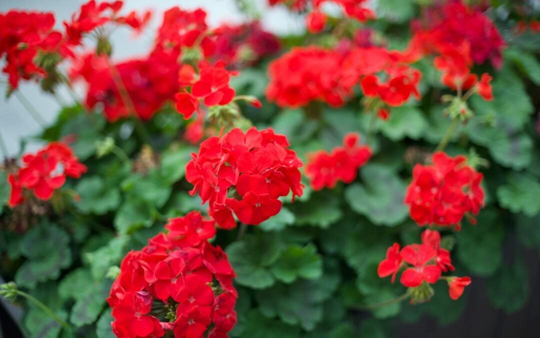 Workshop: Pelargonskötselns fyra årstider