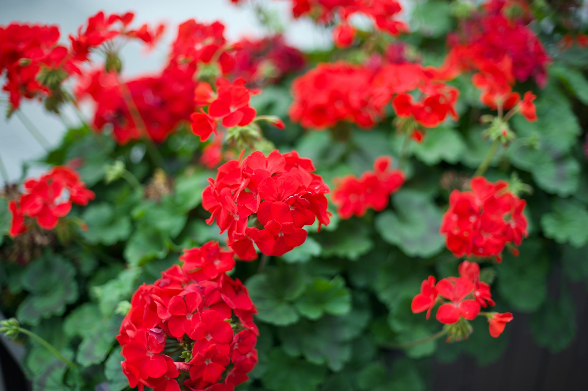 Bild på röd pelargon