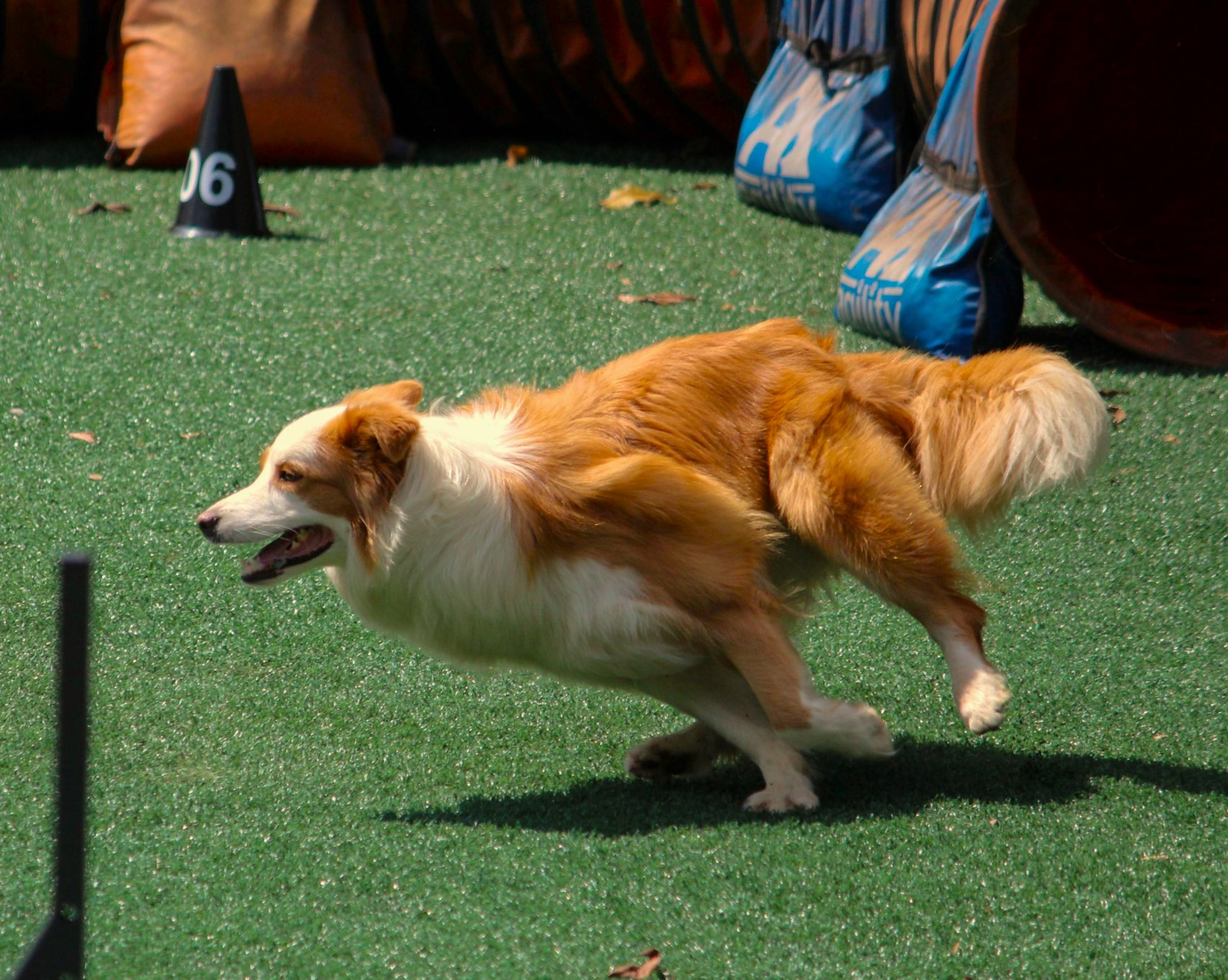 Hund som springer hinderbana