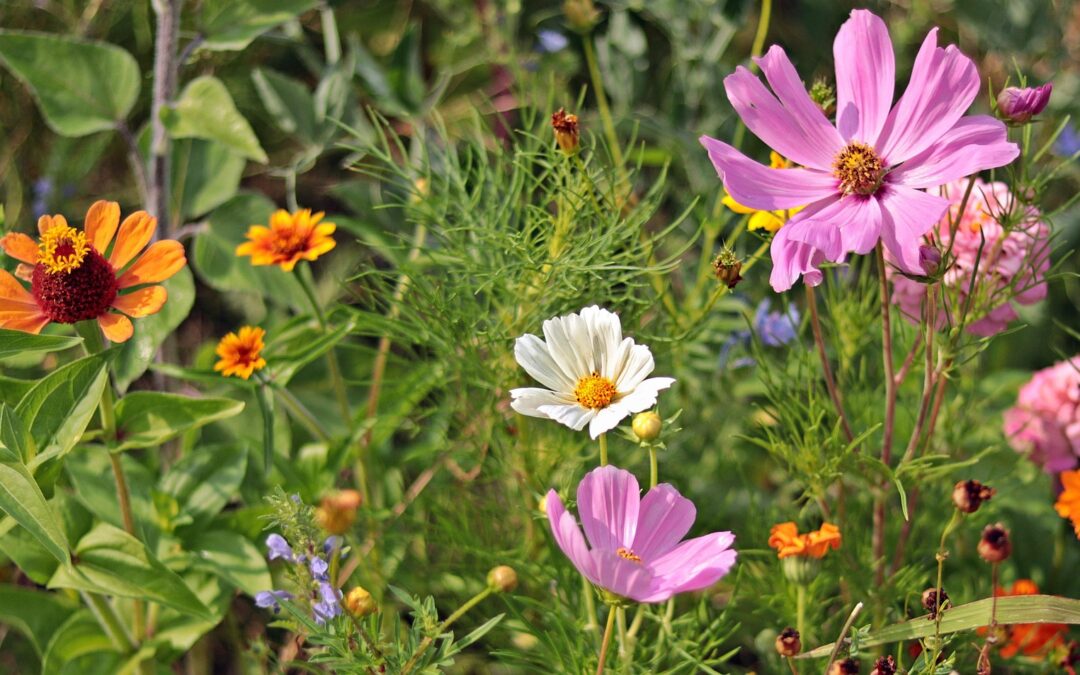 Blomstervandring vid Kung Björns hög