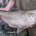 Någon visar upp fisken asp. Aspens dag i Fyrisån