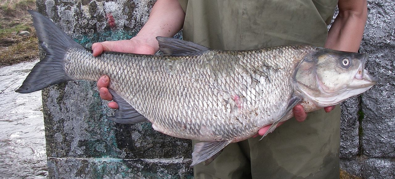 Någon visar upp fisken asp. Aspens dag i Fyrisån