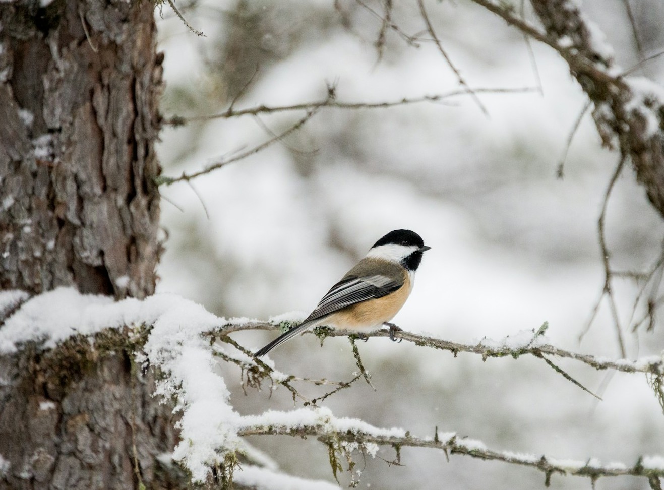 vinterfågel på gren