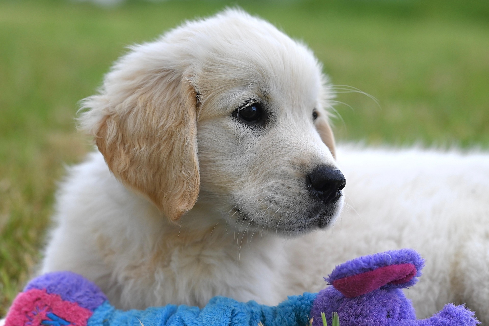 Vit Golden Retriever med leksak