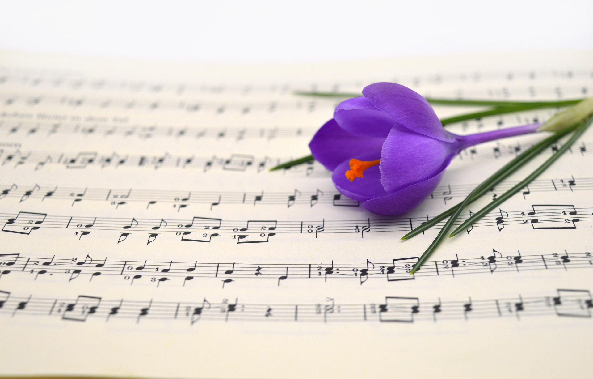 På en öppen notbok, där man kan se musiknoterna, ligger en lila krokus.