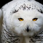 Bild på ståtlig vit och svartfärgad uggla