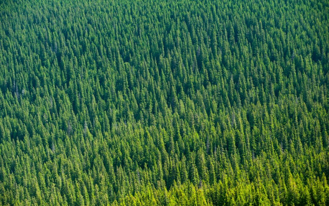 Webbinarium, Trees For Me: Skogsbrukets effekt på biomassa för energi och material