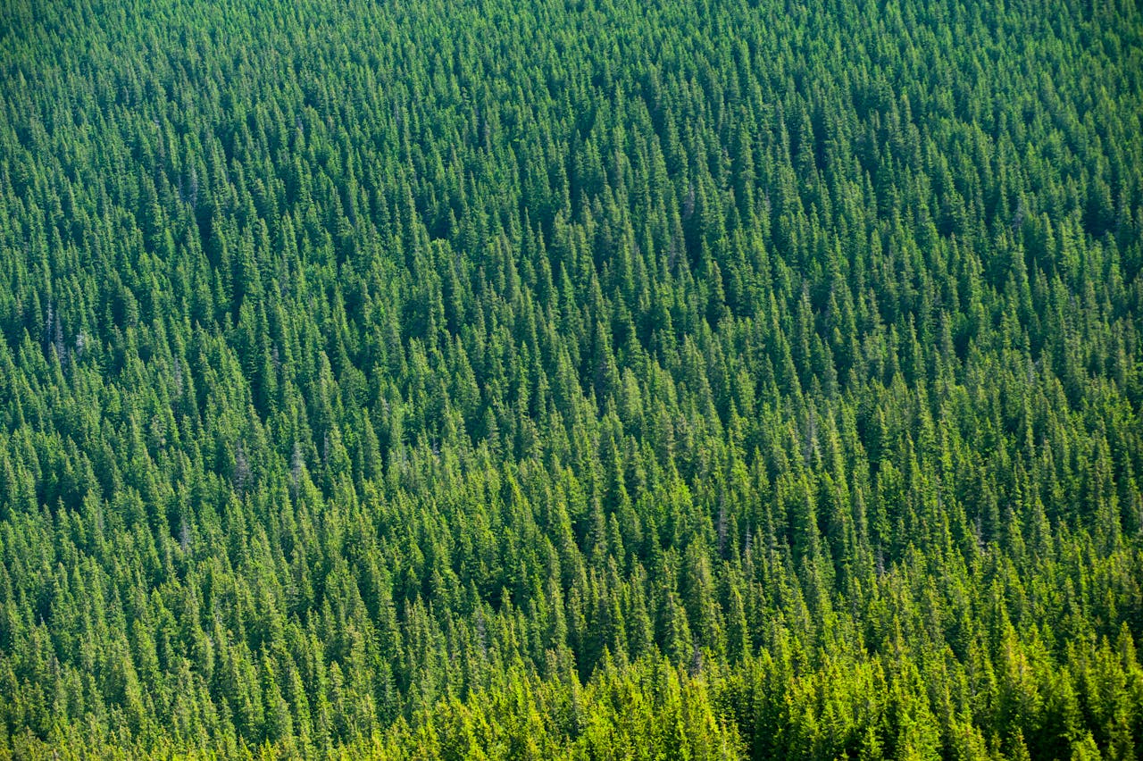 Flygbild av skog