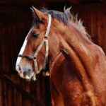 En rödbrun häst (fux) står i ett stall