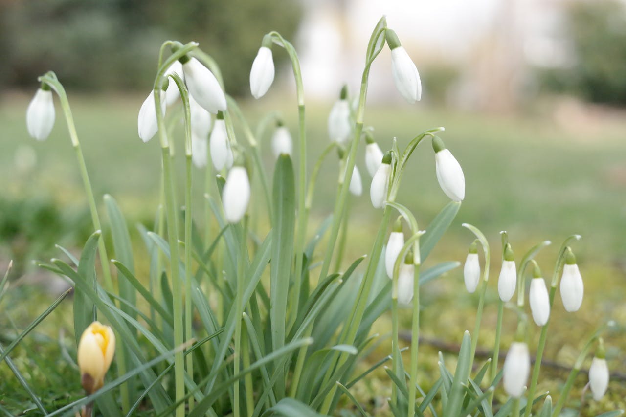 vårblommor