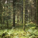 En svensk "taiga" skog med ormbunkar samt mossa och solsken mellan träden.