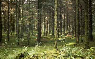 Naturen – en rättighet vi bör ta vara på