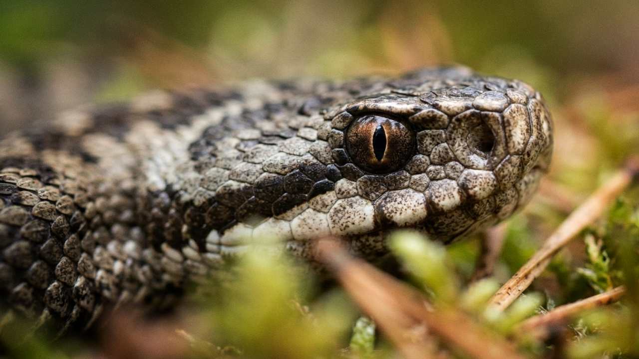 närbild på huggorm