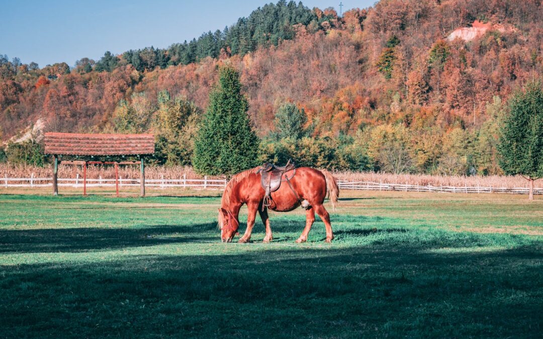 Lär dig mer om smittskydd för hästar!