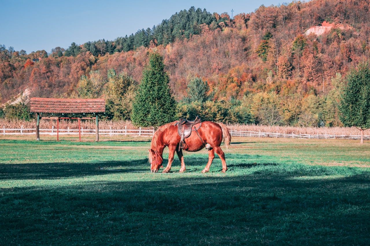 häst som betar i hage