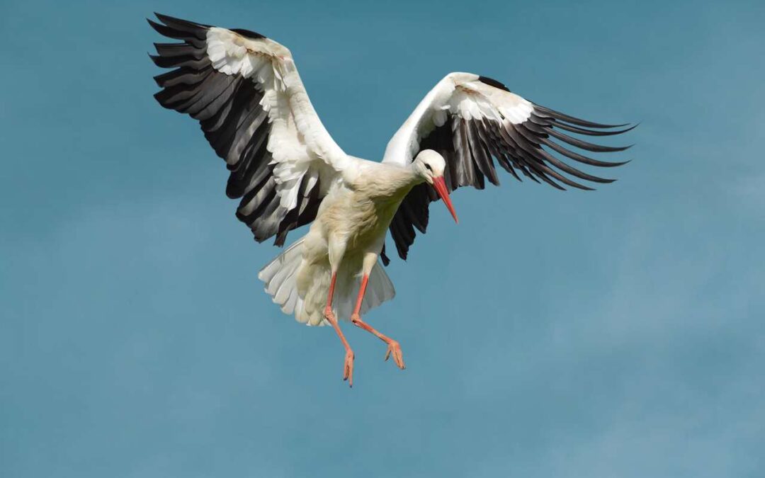 Föreläsning: Återintroduktion av svart stork – möjligheter och utmaningar