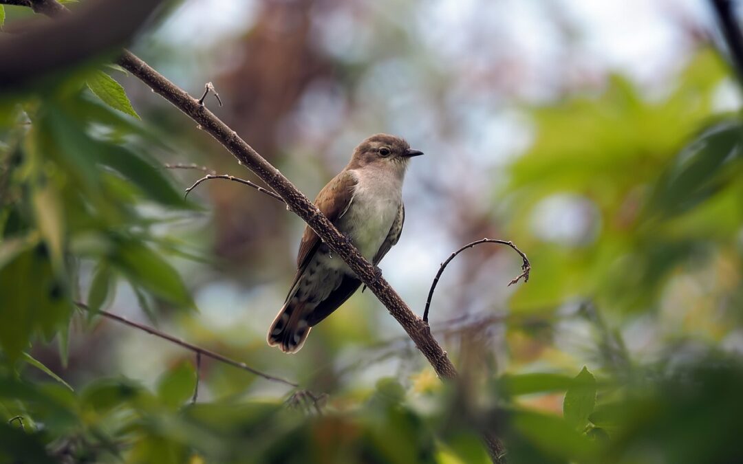 Gökotta i Säbys fina backar