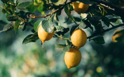 Fruktträd på balkongen