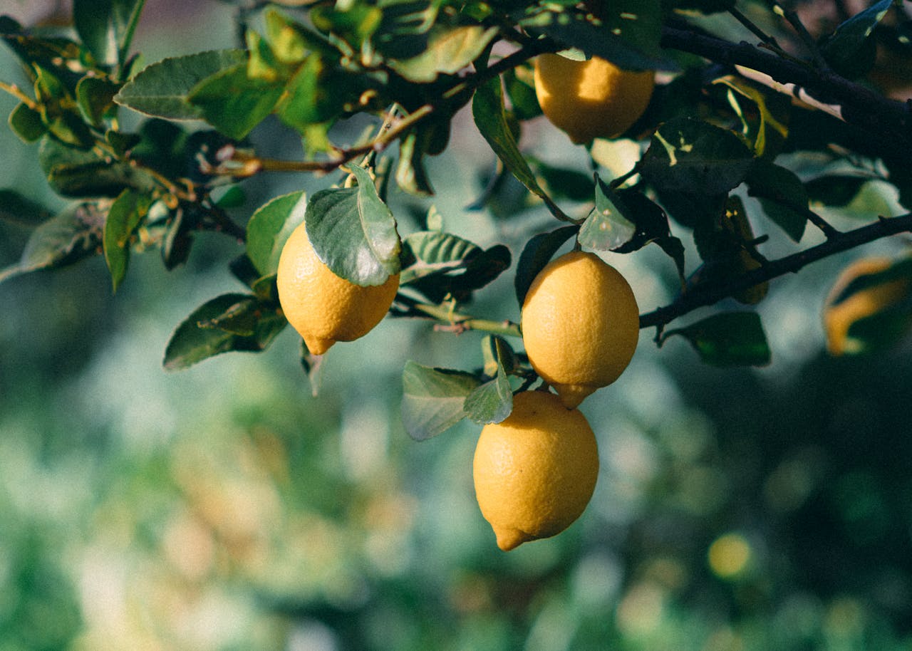 Ett citronträd med 3 stycken citroner i dagsljus.