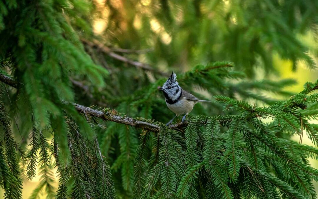 Bioblitz Linné: “Leta arter med oss!”