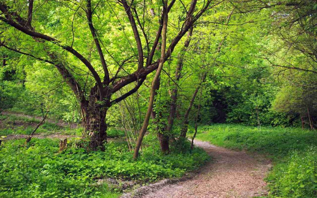 Historisk vandring i Älvkarleö