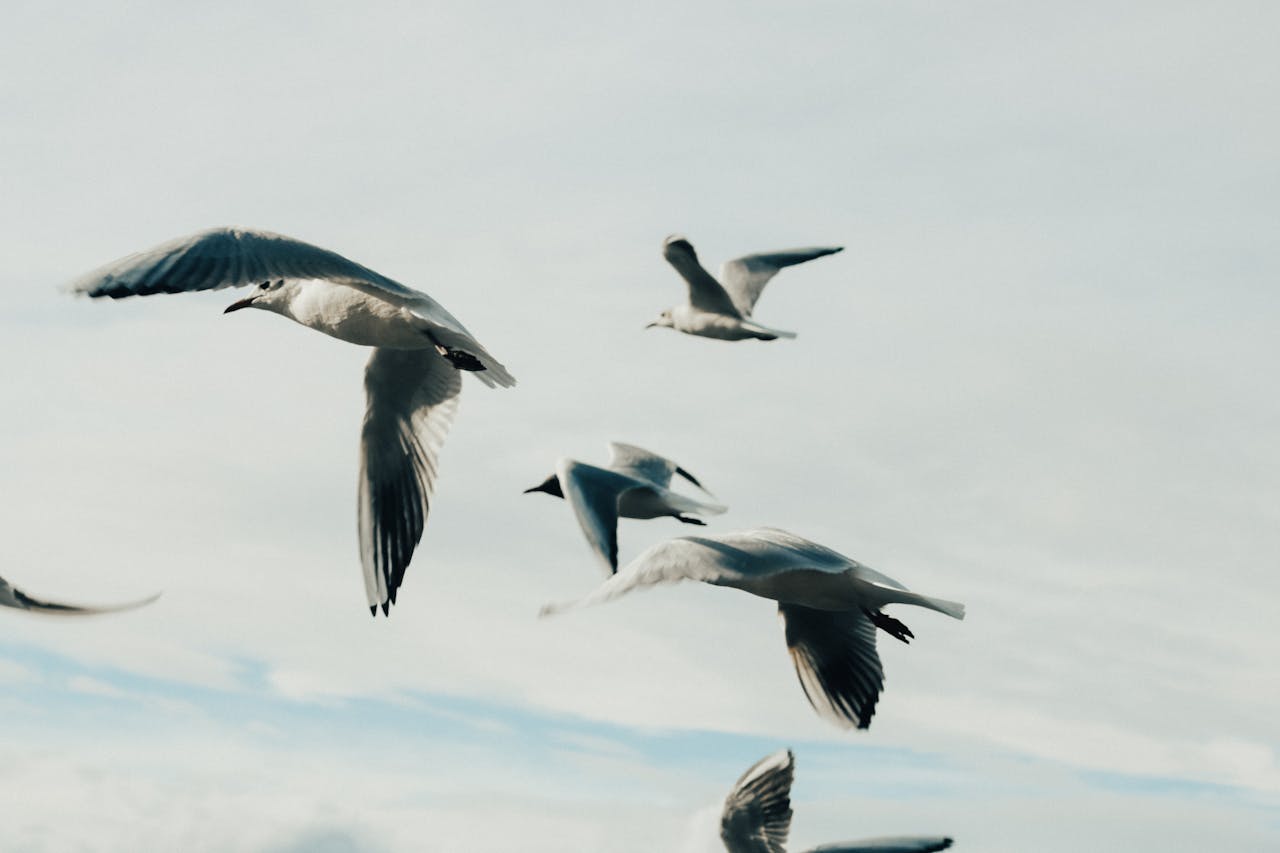 Foto av fåglar som flyger.