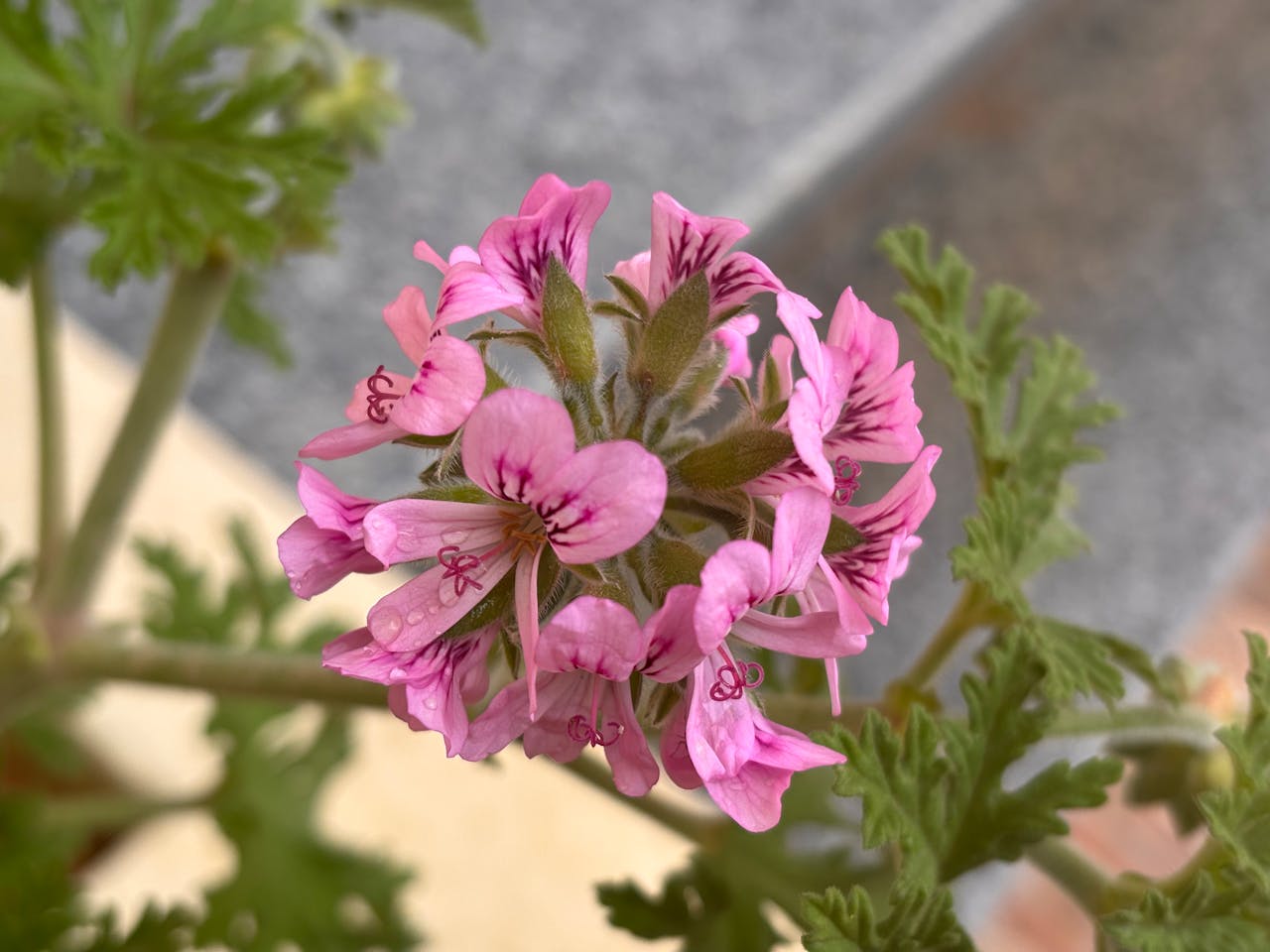 Vacker blomstrande pelargon.