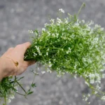 blommor