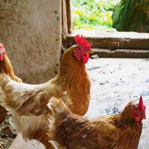 Tupp och hönor.