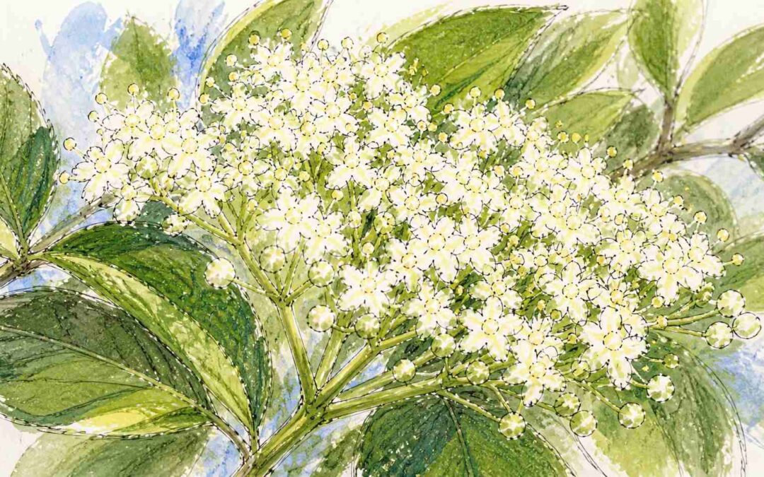 Midsommar i Gårdskär