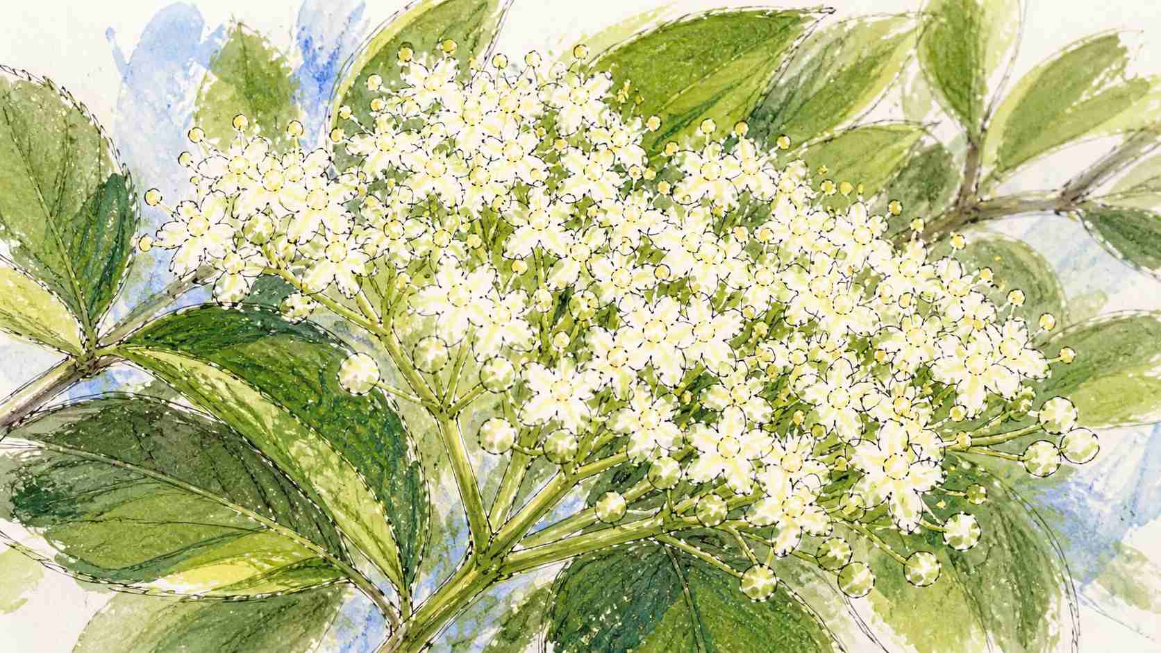 AI-skapad teckning av fläderblommor.