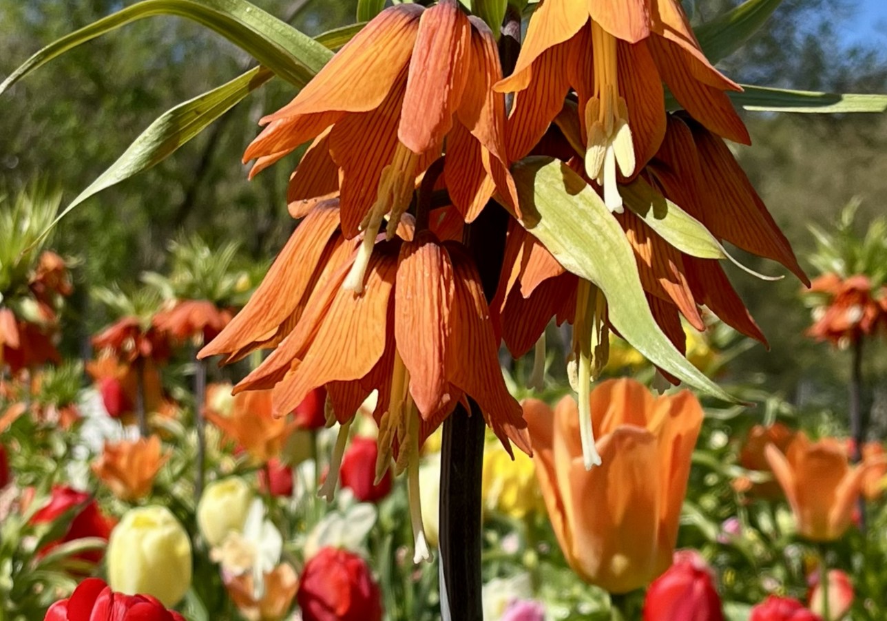 Blomma, blommor Stadsträdgården En blomma i närbild med tulpaner i bakgrunden.