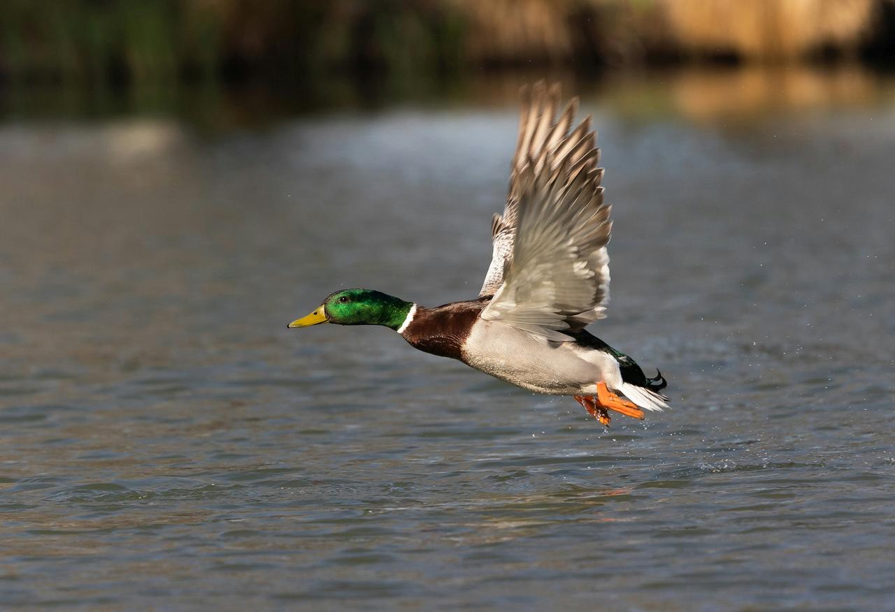 Flygande gräsand