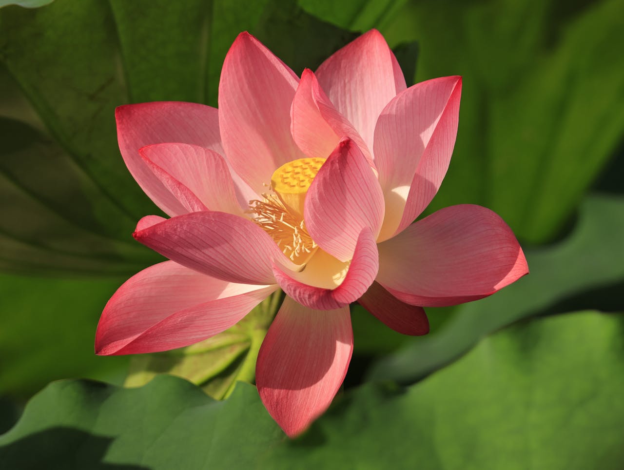 Bild på en rosa lotusblomma.