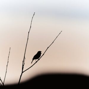 fågel med himmel som bakgrund