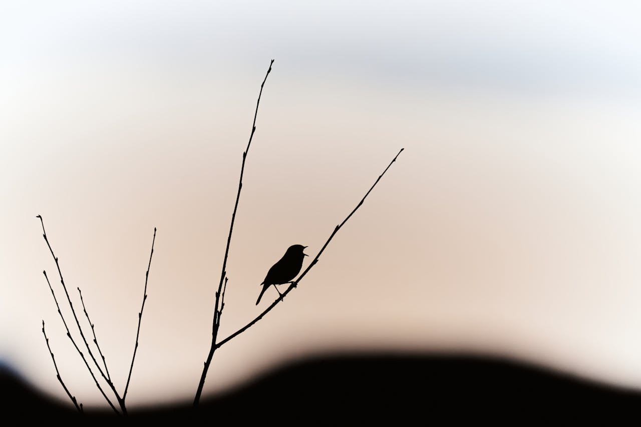 fågel med himmel som bakgrund