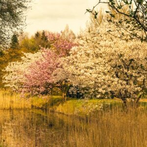 Vackert blommande träd med vita och rosa blommor