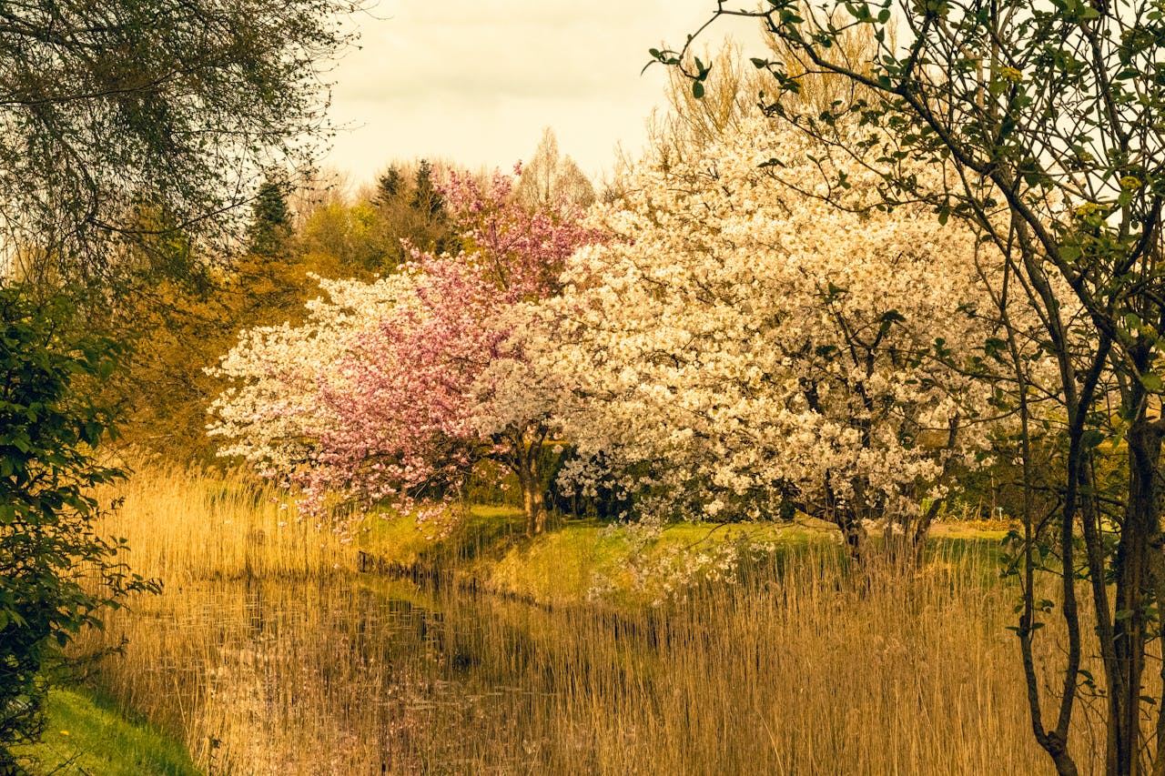 Vackert blommande träd med vita och rosa blommor