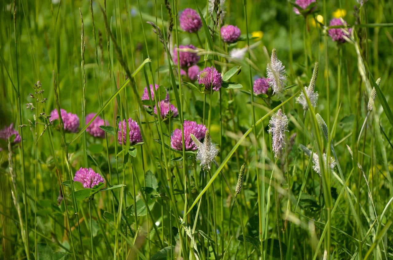 små lila blommor