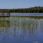 brygga vid sjö med vass