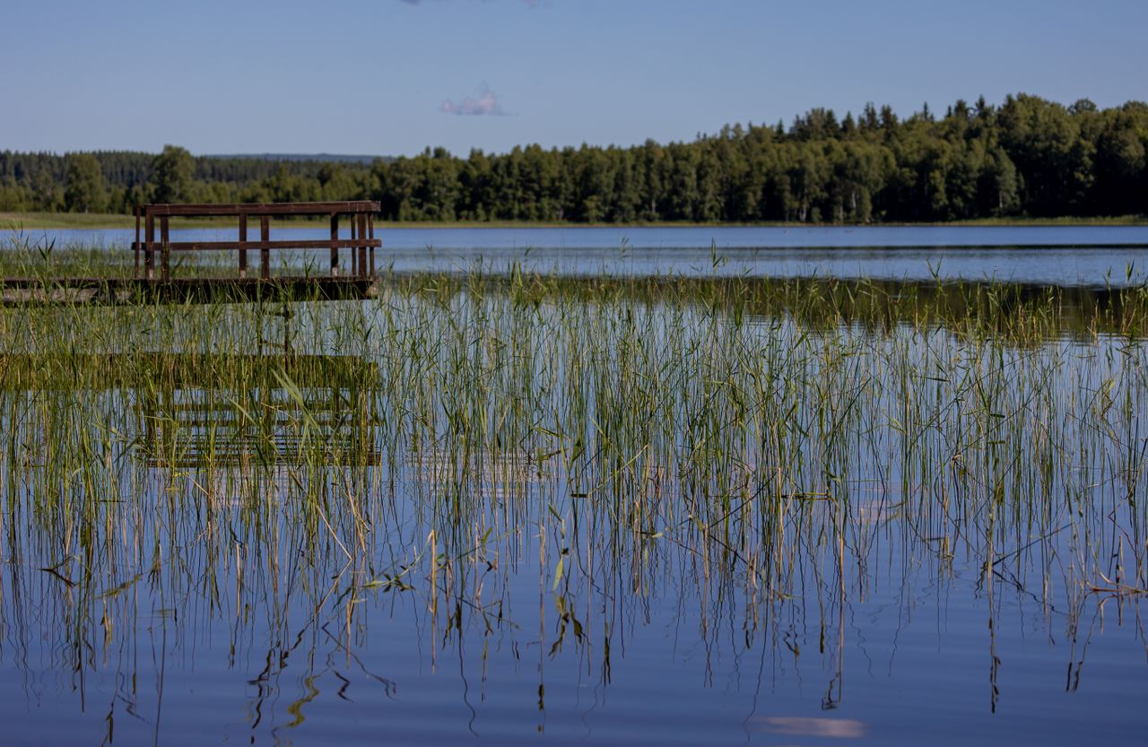 brygga vid sjö med vass