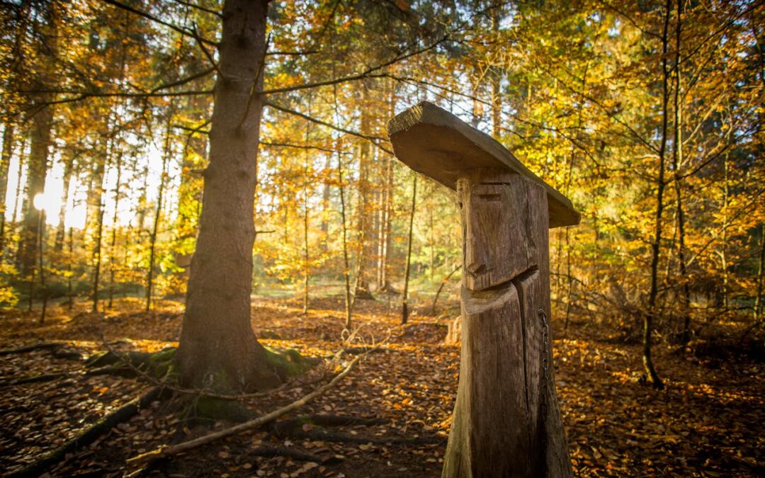 Vernissage: Konstskådning 2026