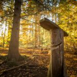 Vacker skog med srålande sol i bakgrunden