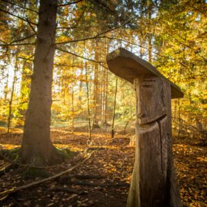 Vacker skog med srålande sol i bakgrunden
