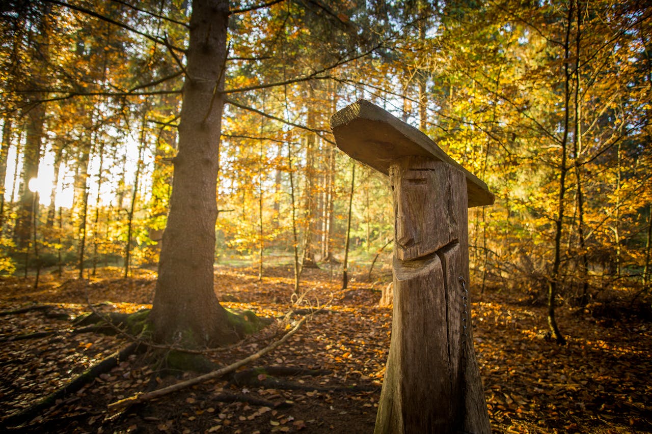 Vacker skog med srålande sol i bakgrunden