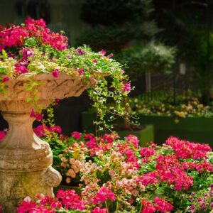 blommor i en trädgård