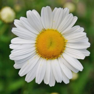 Närbild av blomman prästkrage.