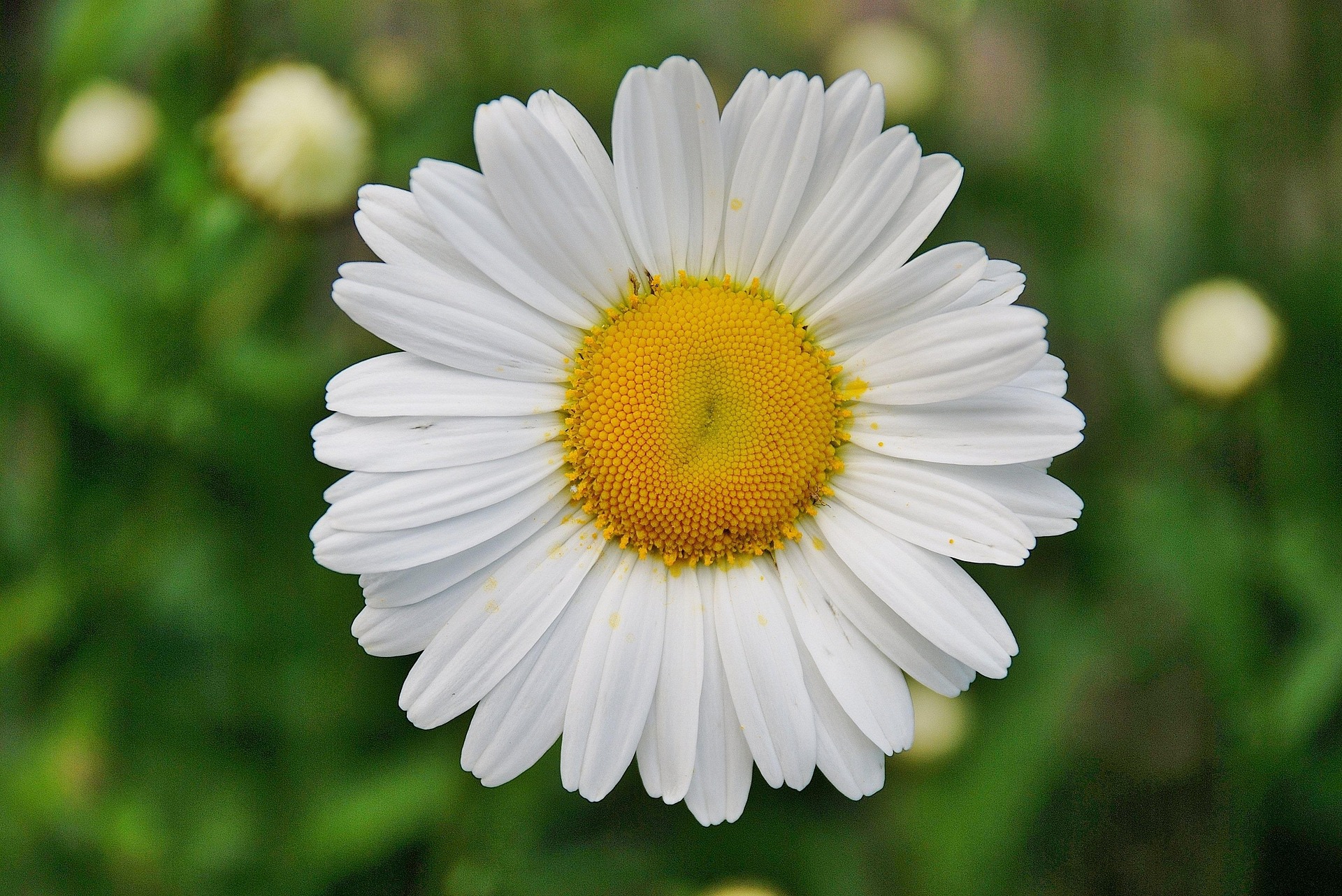 Närbild av blomman prästkrage.