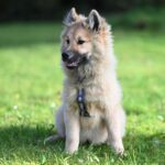 Hund som sitter på en gräsmatta